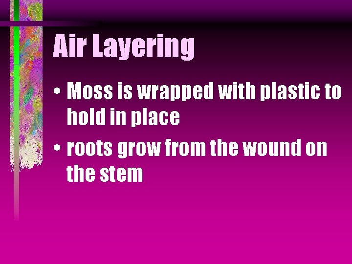 Air Layering • Moss is wrapped with plastic to hold in place • roots