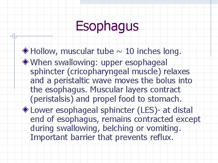 Esophagus Hollow, muscular tube ~ 10 inches long. When swallowing: upper esophageal sphincter (cricopharyngeal