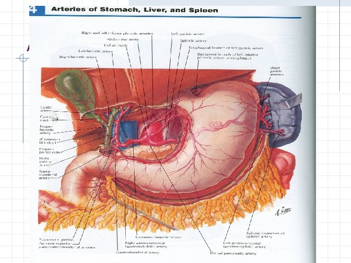 Arteries of stomach, liver, spleen 
