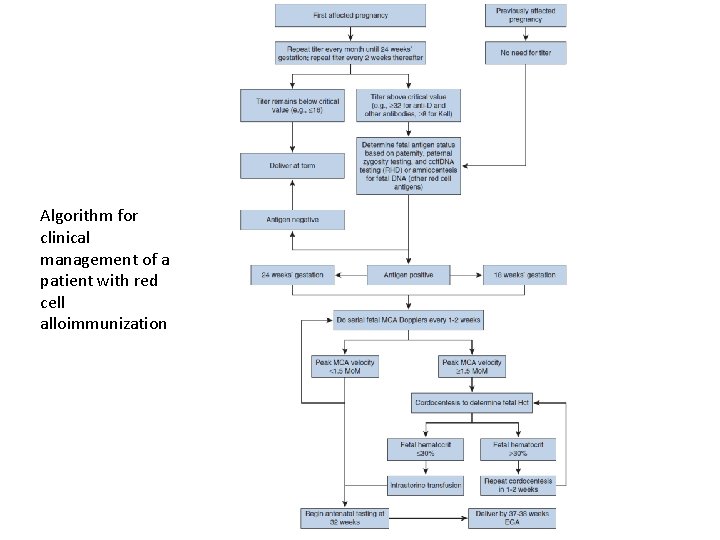 Algorithm for clinical management of a patient with red cell alloimmunization 