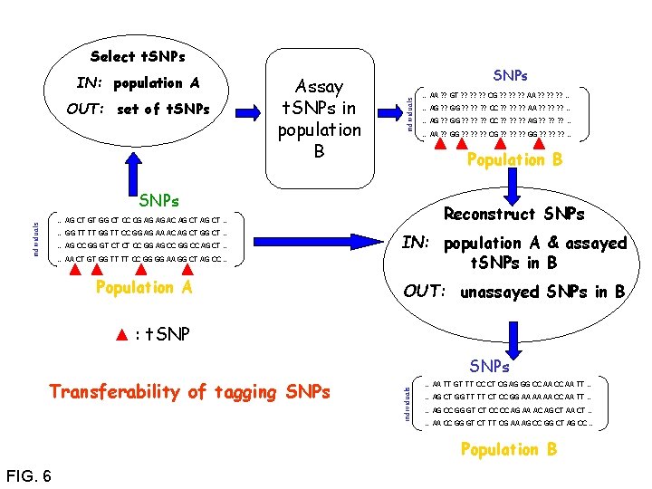 Select t. SNPs OUT: set of t. SNPs Assay t. SNPs in population B