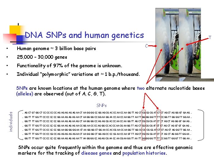 DNA SNPs and human genetics T C • Human genome ≈ 3 billion base
