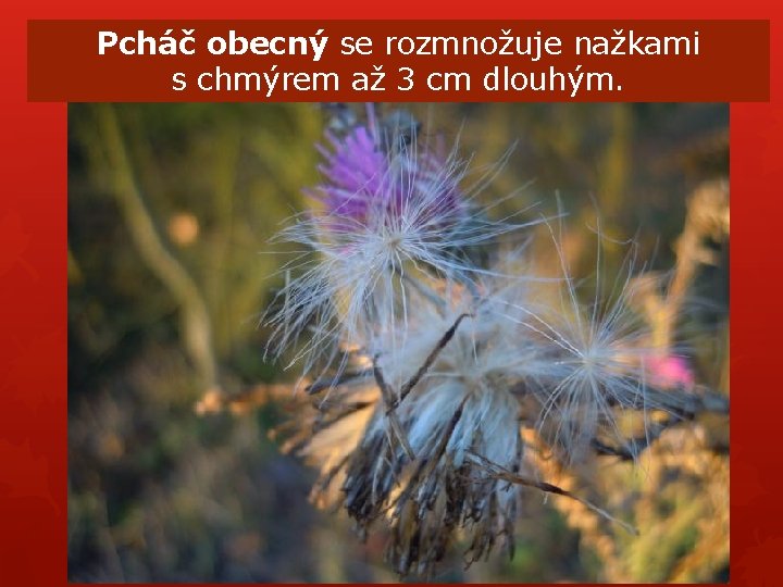 Pcháč obecný se rozmnožuje nažkami s chmýrem až 3 cm dlouhým. Pcháč obecný se rozmnožuje nažkami s chmýrem až 3 cm dlouhým.