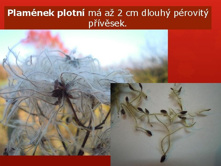 Plamének plotní má až 2 cm dlouhý pérovitý přívěsek. Plamének plotní má až 2 cm dlouhý pérovitý přívěsek.