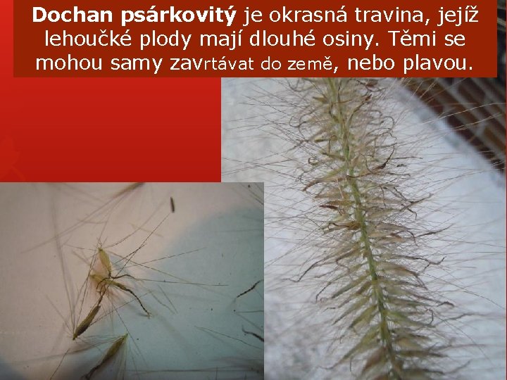 Dochan psárkovitý je okrasná travina, jejíž lehoučké plody mají dlouhé osiny. Těmi se mohou Dochan psárkovitý je okrasná travina, jejíž lehoučké plody mají dlouhé osiny. Těmi se mohou