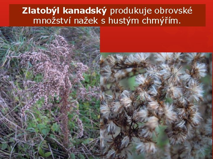 Zlatobýl kanadský produkuje obrovské množství nažek s hustým chmýřím. Zlatobýl kanadský produkuje obrovské množství nažek s hustým chmýřím.