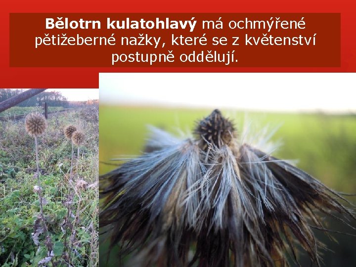 Bělotrn kulatohlavý má ochmýřené pětižeberné nažky, které se z květenství postupně oddělují. Bělotrn kulatohlavý má ochmýřené pětižeberné nažky, které se z květenství postupně oddělují.