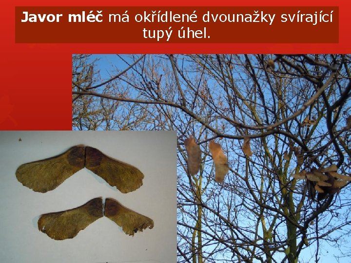 Javor mléč má okřídlené dvounažky svírající tupý úhel. Javor mléč má okřídlené dvounažky svírající tupý úhel.