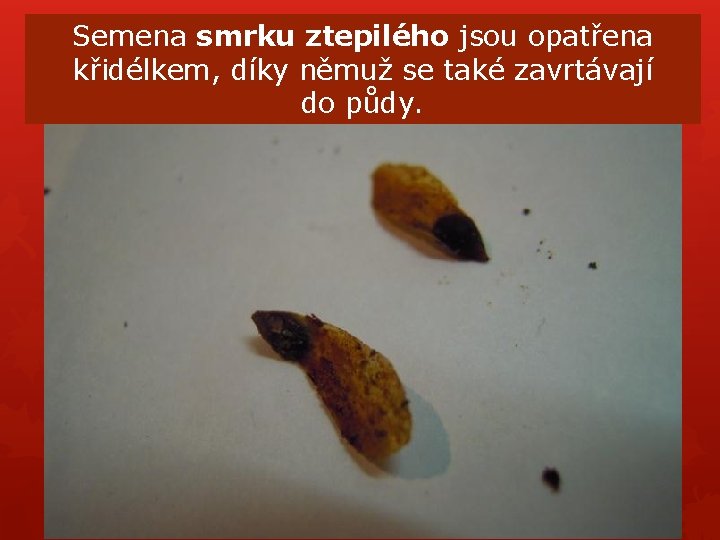 Semena smrku ztepilého jsou opatřena křidélkem, díky němuž se také zavrtávají do půdy. Semena smrku ztepilého jsou opatřena křidélkem, díky němuž se také zavrtávají do půdy.