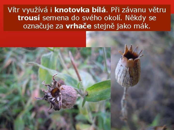 Vítr využívá i knotovka bílá. Při závanu větru trousí semena do svého okolí. Někdy Vítr využívá i knotovka bílá. Při závanu větru trousí semena do svého okolí. Někdy