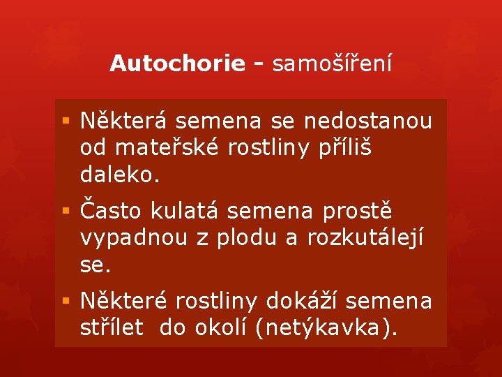 Autochorie - samošíření § Některá semena se nedostanou od mateřské rostliny příliš daleko. § Autochorie - samošíření § Některá semena se nedostanou od mateřské rostliny příliš daleko. §