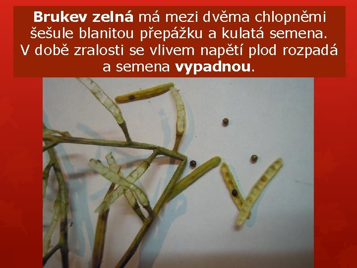 Brukev zelná má mezi dvěma chlopněmi šešule blanitou přepážku a kulatá semena. V době Brukev zelná má mezi dvěma chlopněmi šešule blanitou přepážku a kulatá semena. V době