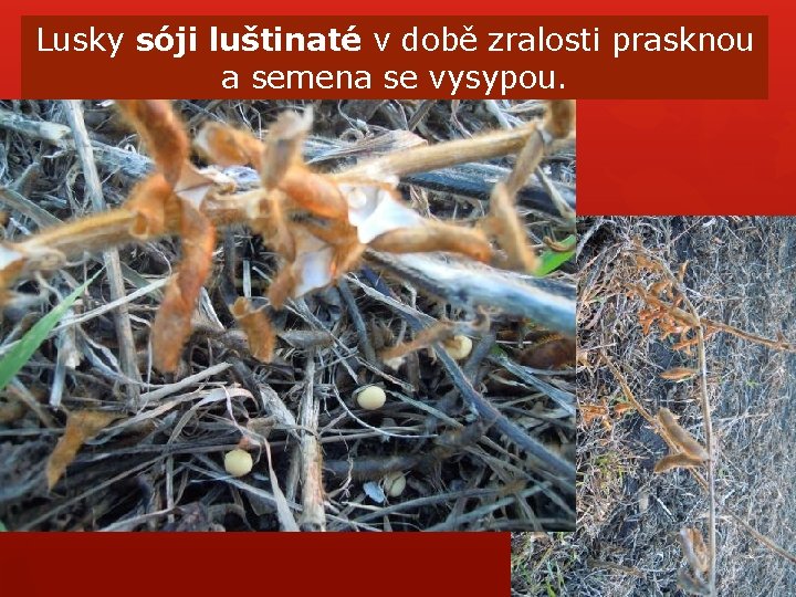 Lusky sóji luštinaté v době zralosti prasknou a semena se vysypou. Lusky sóji luštinaté v době zralosti prasknou a semena se vysypou.