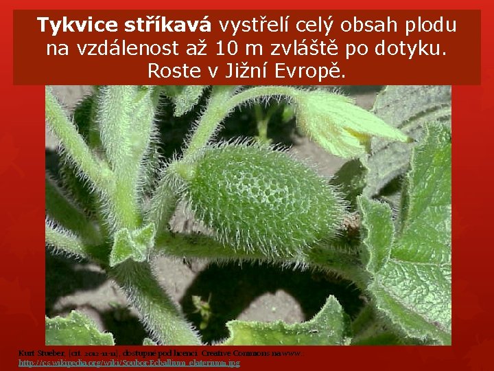 Tykvice stříkavá vystřelí celý obsah plodu na vzdálenost až 10 m zvláště po dotyku. Tykvice stříkavá vystřelí celý obsah plodu na vzdálenost až 10 m zvláště po dotyku.