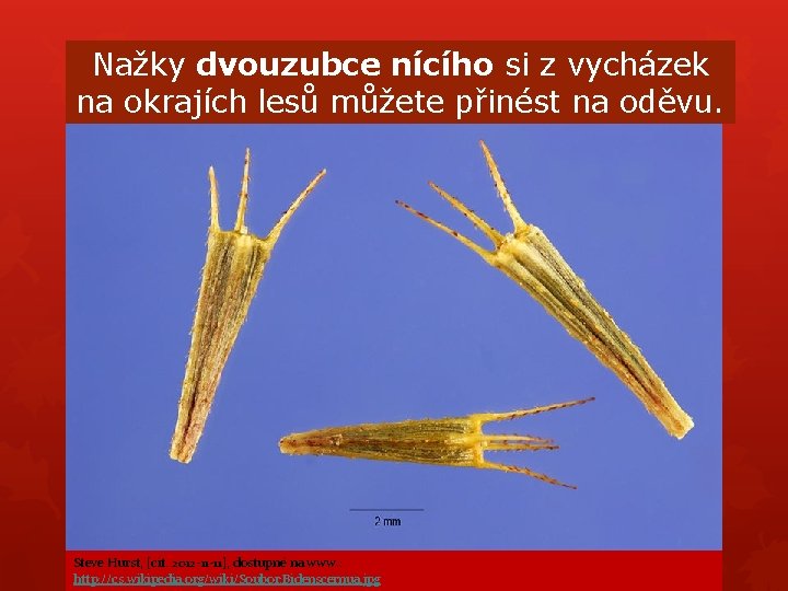 Nažky dvouzubce nícího si z vycházek na okrajích lesů můžete přinést na oděvu. Steve Nažky dvouzubce nícího si z vycházek na okrajích lesů můžete přinést na oděvu. Steve