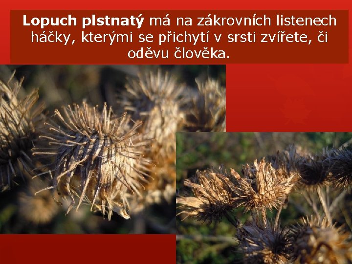 Lopuch plstnatý má na zákrovních listenech háčky, kterými se přichytí v srsti zvířete, či Lopuch plstnatý má na zákrovních listenech háčky, kterými se přichytí v srsti zvířete, či