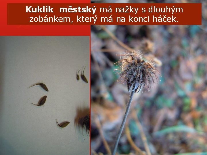 Kuklík městský má nažky s dlouhým zobánkem, který má na konci háček. Kuklík městský má nažky s dlouhým zobánkem, který má na konci háček.