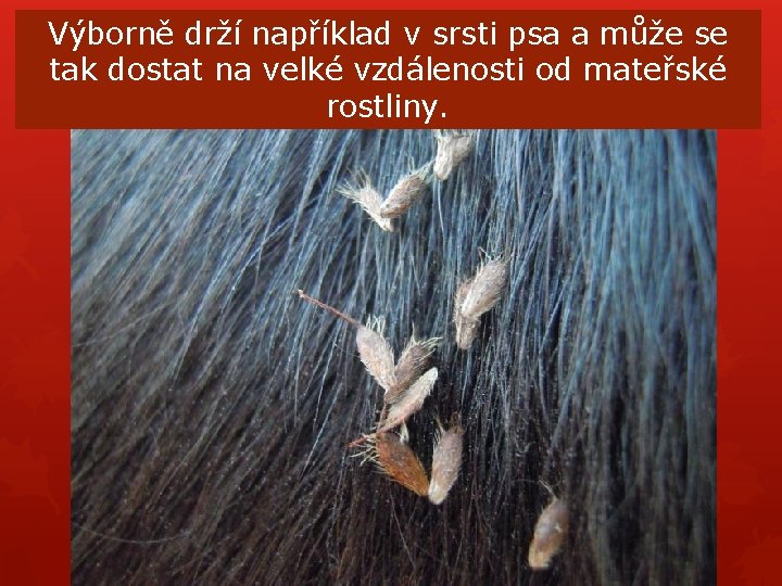 Výborně drží například v srsti psa a může se tak dostat na velké vzdálenosti Výborně drží například v srsti psa a může se tak dostat na velké vzdálenosti