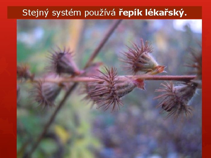 Stejný systém používá řepík lékařský. Stejný systém používá řepík lékařský.