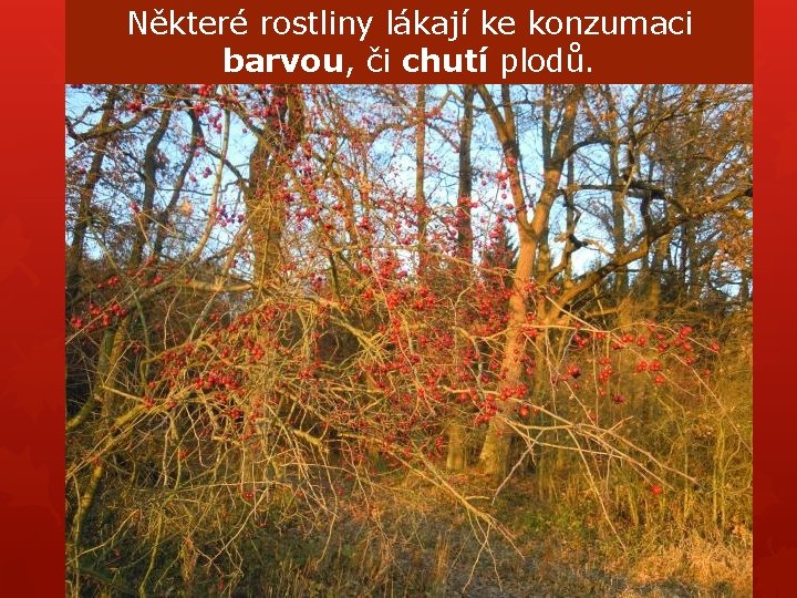 Některé rostliny lákají ke konzumaci barvou, či chutí plodů. Některé rostliny lákají ke konzumaci barvou, či chutí plodů.