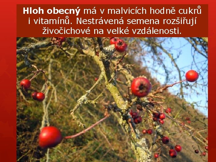 Hloh obecný má v malvicích hodně cukrů i vitamínů. Nestrávená semena rozšiřují živočichové na Hloh obecný má v malvicích hodně cukrů i vitamínů. Nestrávená semena rozšiřují živočichové na