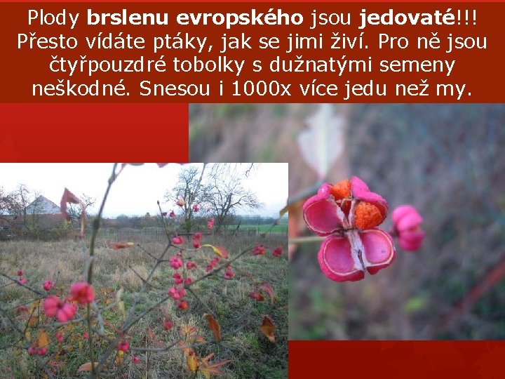 Plody brslenu evropského jsou jedovaté!!! Přesto vídáte ptáky, jak se jimi živí. Pro ně Plody brslenu evropského jsou jedovaté!!! Přesto vídáte ptáky, jak se jimi živí. Pro ně