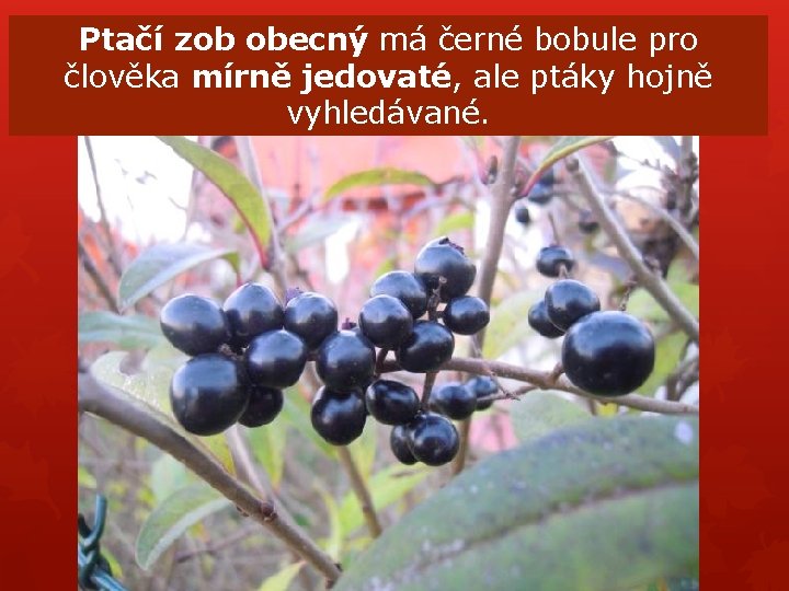 Ptačí zob obecný má černé bobule pro člověka mírně jedovaté, ale ptáky hojně vyhledávané. Ptačí zob obecný má černé bobule pro člověka mírně jedovaté, ale ptáky hojně vyhledávané.