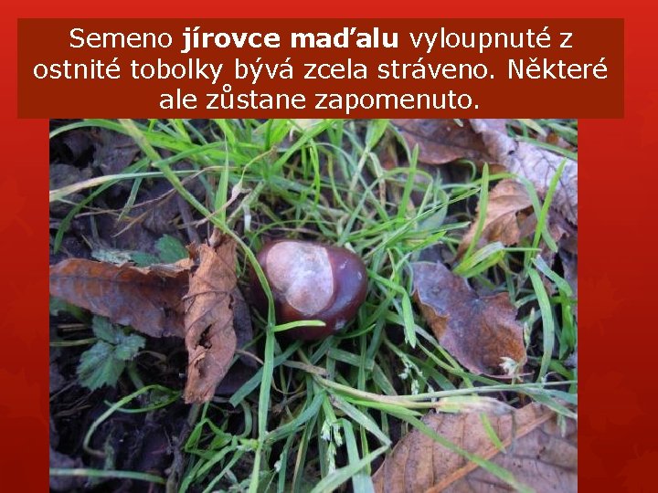 Semeno jírovce maďalu vyloupnuté z ostnité tobolky bývá zcela stráveno. Některé ale zůstane zapomenuto. Semeno jírovce maďalu vyloupnuté z ostnité tobolky bývá zcela stráveno. Některé ale zůstane zapomenuto.