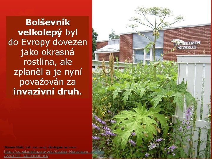 Bolševník velkolepý byl do Evropy dovezen jako okrasná rostlina, ale zplaněl a je nyní Bolševník velkolepý byl do Evropy dovezen jako okrasná rostlina, ale zplaněl a je nyní