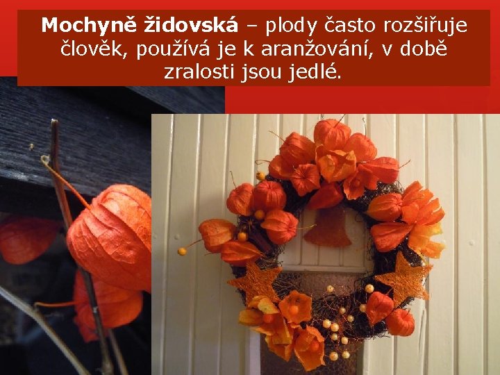 Mochyně židovská – plody často rozšiřuje člověk, používá je k aranžování, v době zralosti Mochyně židovská – plody často rozšiřuje člověk, používá je k aranžování, v době zralosti