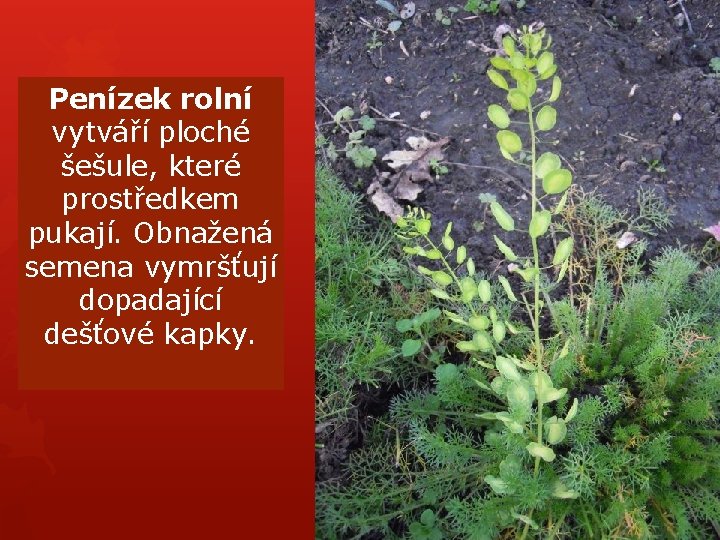Penízek rolní vytváří ploché šešule, které prostředkem pukají. Obnažená semena vymršťují dopadající dešťové kapky. Penízek rolní vytváří ploché šešule, které prostředkem pukají. Obnažená semena vymršťují dopadající dešťové kapky.