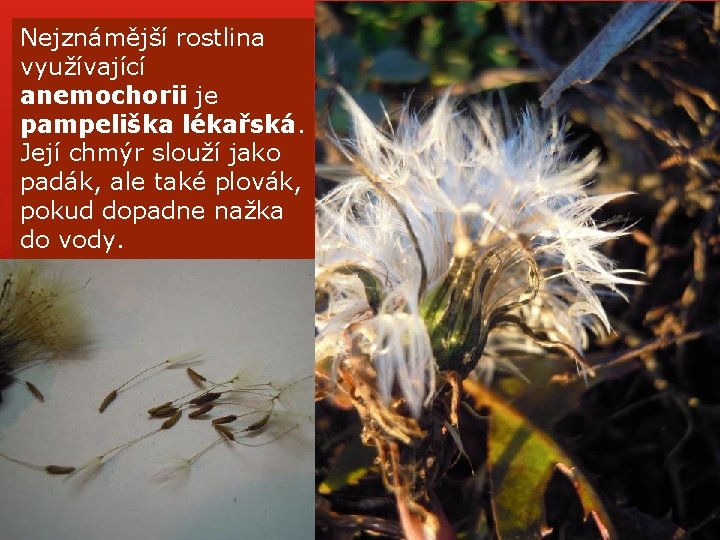 Nejznámější rostlina využívající anemochorii je pampeliška lékařská. Její chmýr slouží jako padák, ale také Nejznámější rostlina využívající anemochorii je pampeliška lékařská. Její chmýr slouží jako padák, ale také