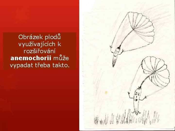 Obrázek plodů využívajících k rozšiřování anemochorii může vypadat třeba takto. Obrázek plodů využívajících k rozšiřování anemochorii může vypadat třeba takto.