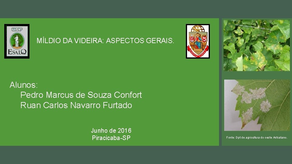 MÍLDIO DA VIDEIRA: ASPECTOS GERAIS. Alunos: Pedro Marcus de Souza Confort Ruan Carlos Navarro