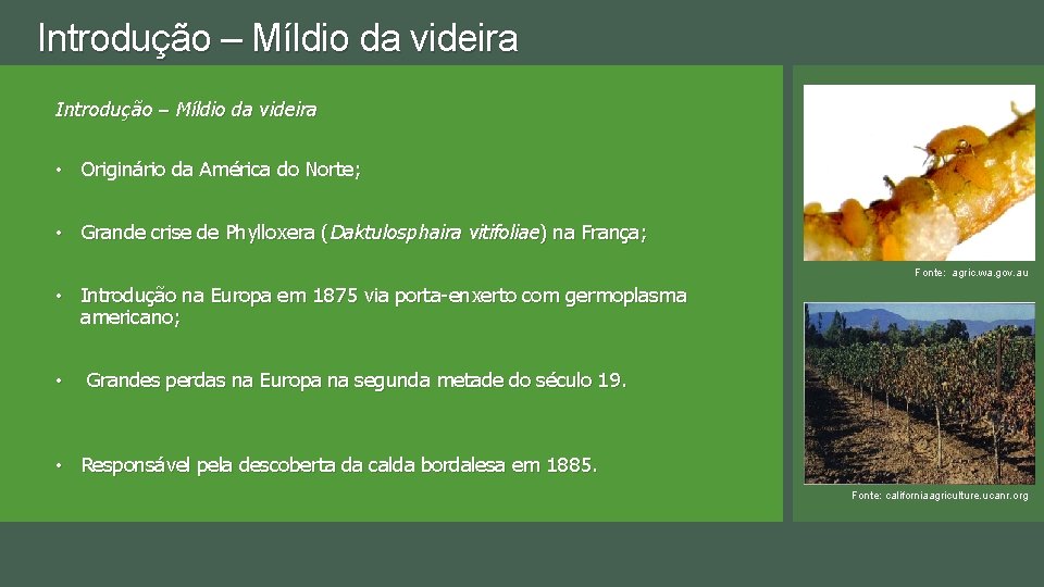 Introdução – Míldio da videira • Originário da América do Norte; • Grande crise