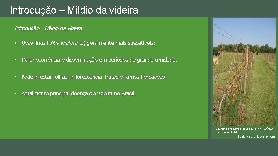 Introdução – Míldio da videira • Uvas finas (Vitis vinifera L. ) geralmente mais