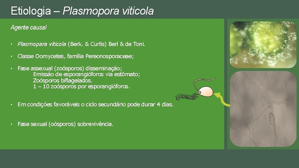 Etiologia – Plasmopora viticola Agente causal • Plasmopara viticola (Berk. & Curlis) Berl &