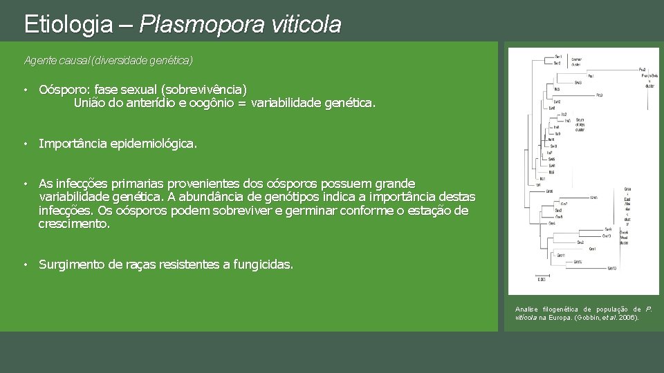 Etiologia – Plasmopora viticola Agente causal (diversidade genética) • Oósporo: fase sexual (sobrevivência) União