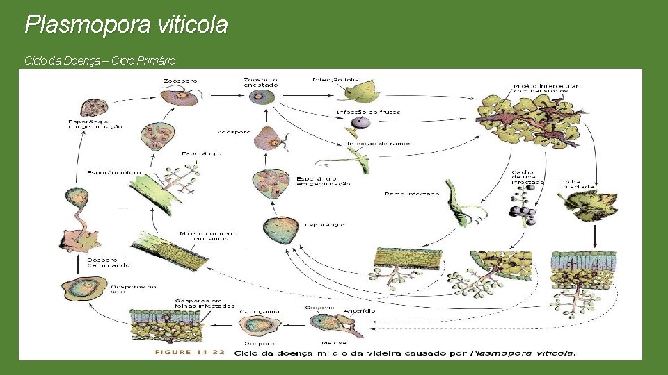 Plasmopora viticola Ciclo da Doença – Ciclo Primário 