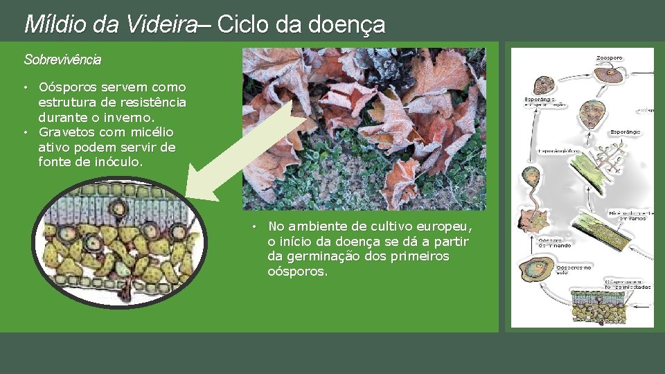 Míldio da Videira– Ciclo da doença Sobrevivência • Oósporos servem como estrutura de resistência