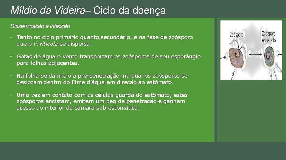 Míldio da Videira– Ciclo da doença Disseminação e Infecção • Tanto no ciclo primário