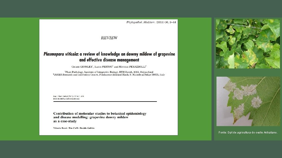 Fonte: Dpt de agricultura do oeste Astraliano. 