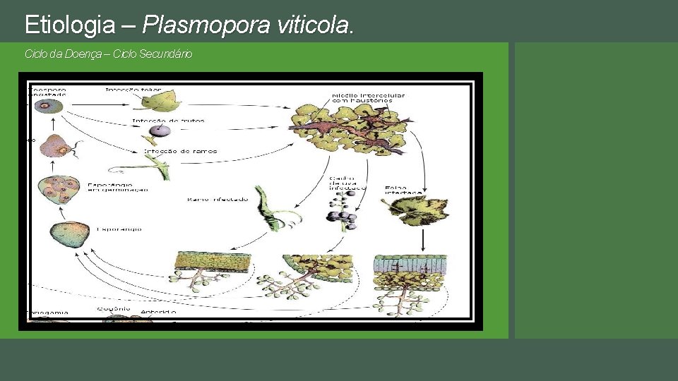 Etiologia – Plasmopora viticola. Ciclo da Doença – Ciclo Secundário 