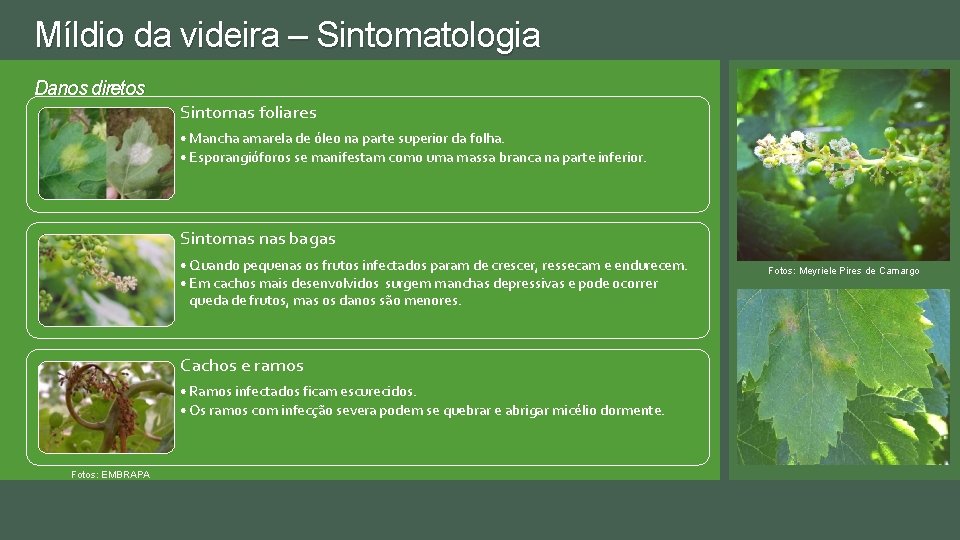 Míldio da videira – Sintomatologia Danos diretos Sintomas foliares • Mancha amarela de óleo