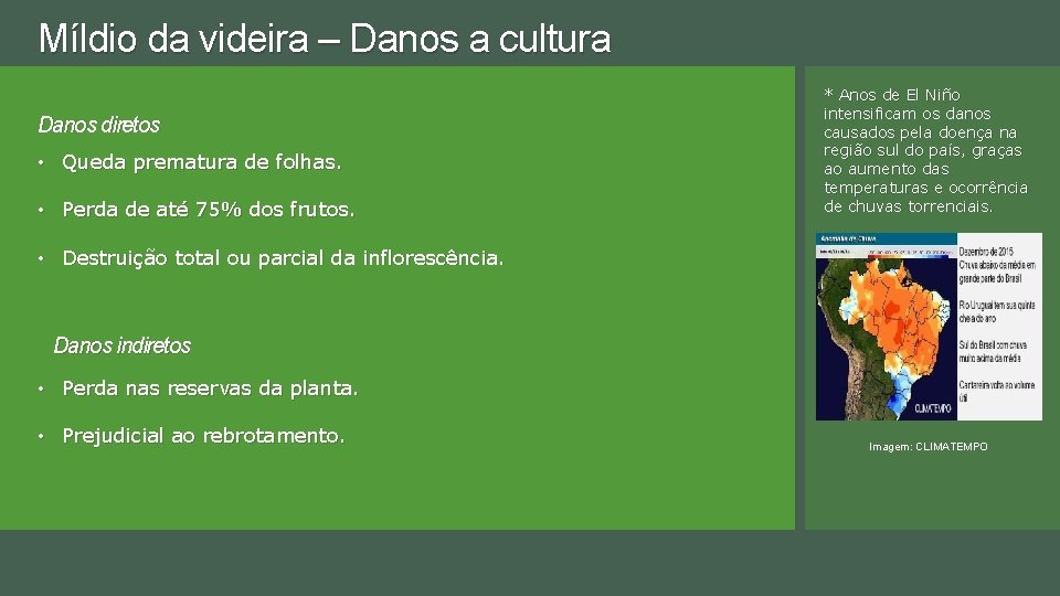 Míldio da videira – Danos a cultura Danos diretos • Queda prematura de folhas.