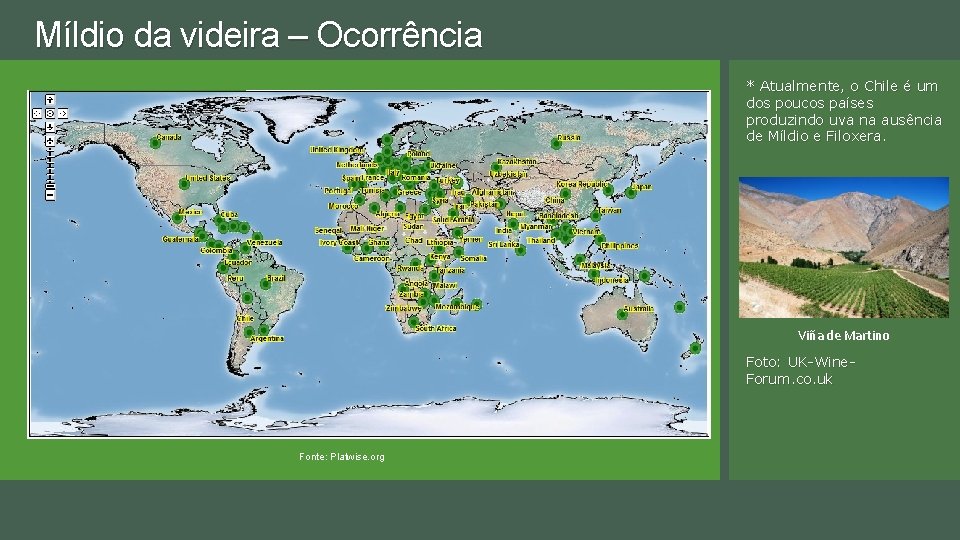 Míldio da videira – Ocorrência * Atualmente, o Chile é um dos poucos países