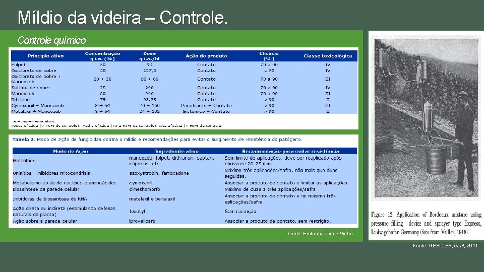 Míldio da videira – Controle químico Fonte: Embrapa Uva e Vinho. Fonte: GESLLER, et