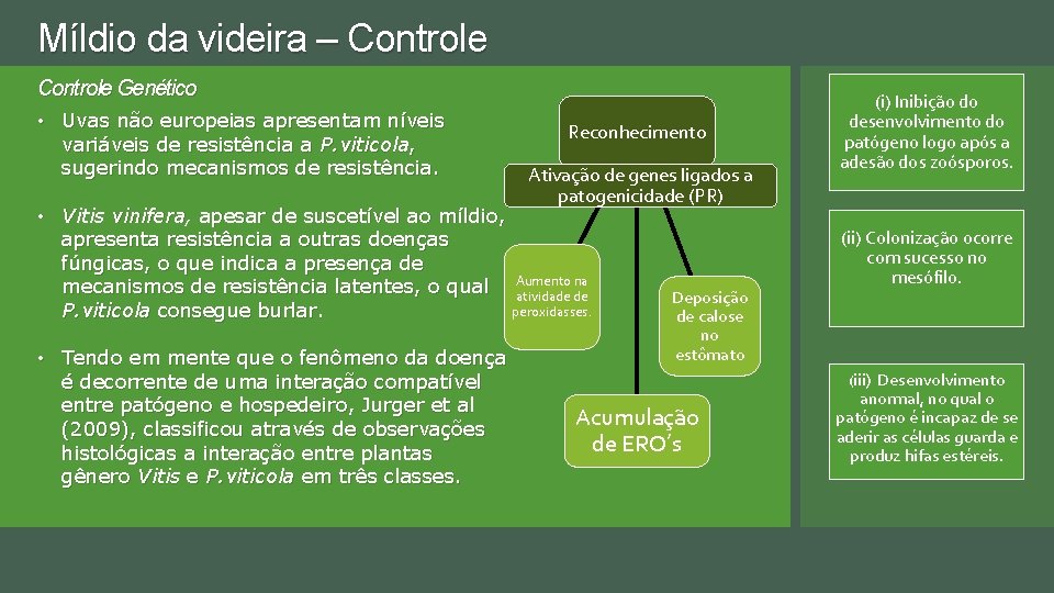 Míldio da videira – Controle Genético • Uvas não europeias apresentam níveis variáveis de