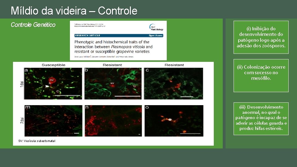 Míldio da videira – Controle Genético (i) Inibição do desenvolvimento do patógeno logo após