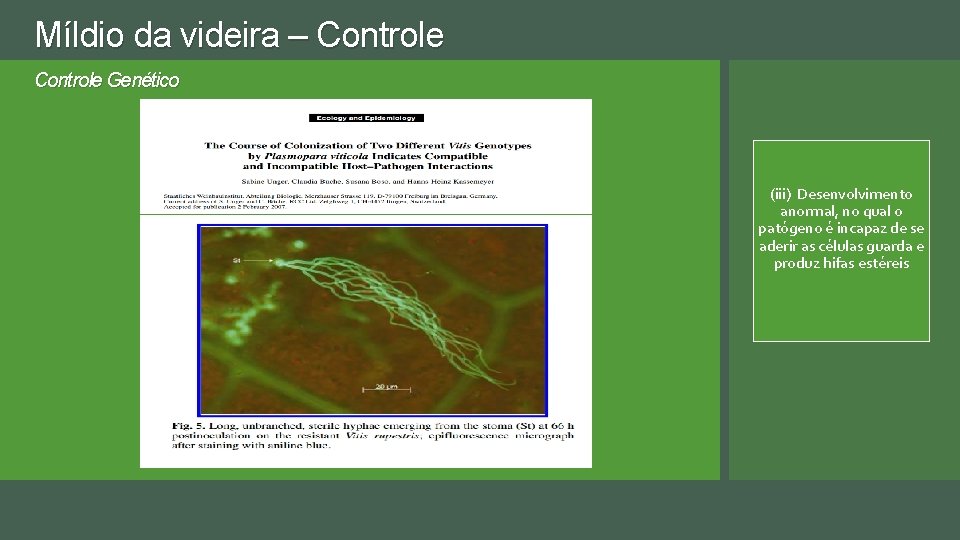 Míldio da videira – Controle Genético (iii) Desenvolvimento anormal, no qual o patógeno é